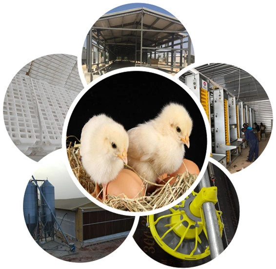 Semi-Automatic Self Manufactured Quality Chicken House Poultry Equipment